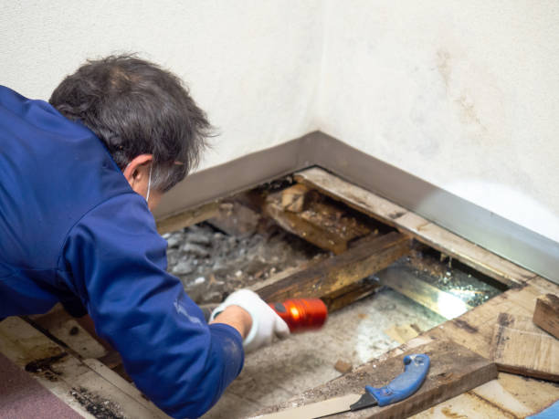 Attic Mold Removal in Emigsville, PA