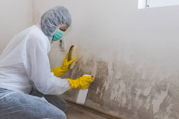 Best Residential Mold Removal  in Emigsville, PA