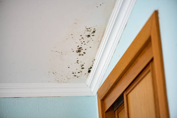 Best Mold Removal and Inspection  in Emigsville, PA