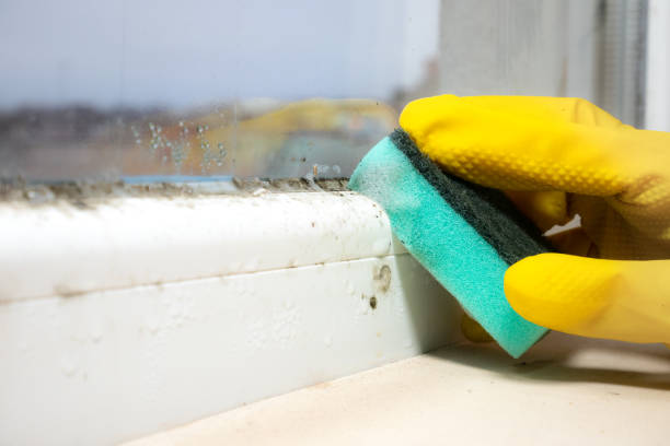 Mold Removal and Inspection in Emigsville, PA