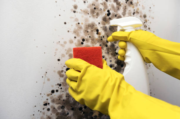 Home Mold Removal in Emigsville, PA